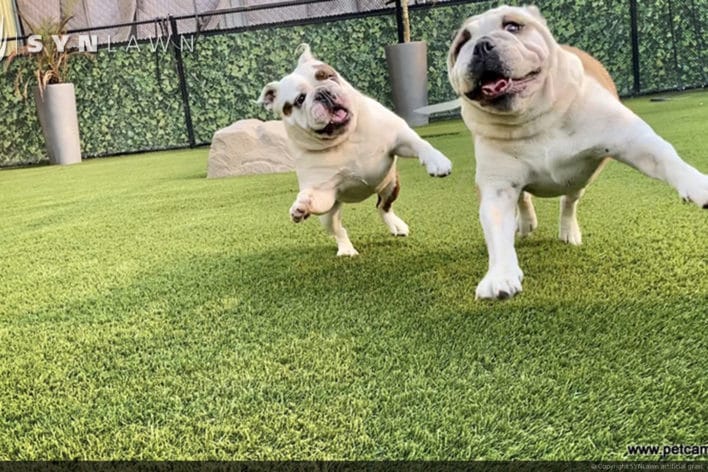 dogs playing on artificial grass in Louisville, KY