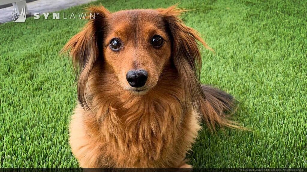 SYNLawn Kentucky pets artificial grass safe for dogs cats and all animals