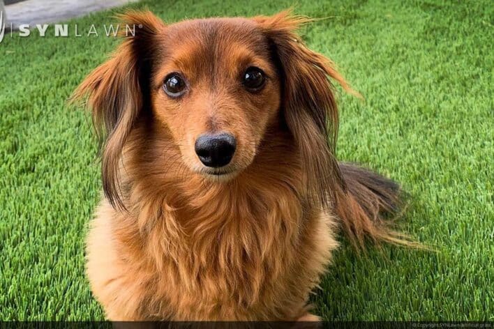 artificial grass for dogs cats and other pets in Louisville, KY