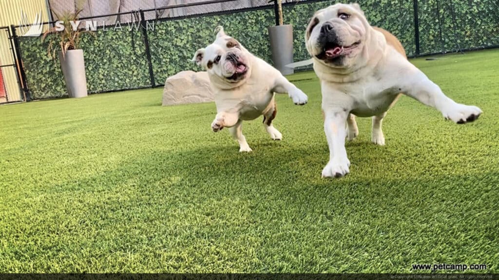 SYNLawn Kentucky pets camp dogs playing doggy day care facility