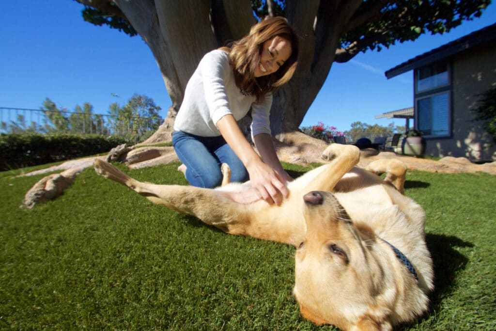 woman playing with pet on artificial grass lawn