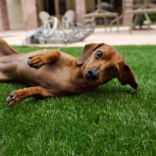 Dog relaxing on artificial grass