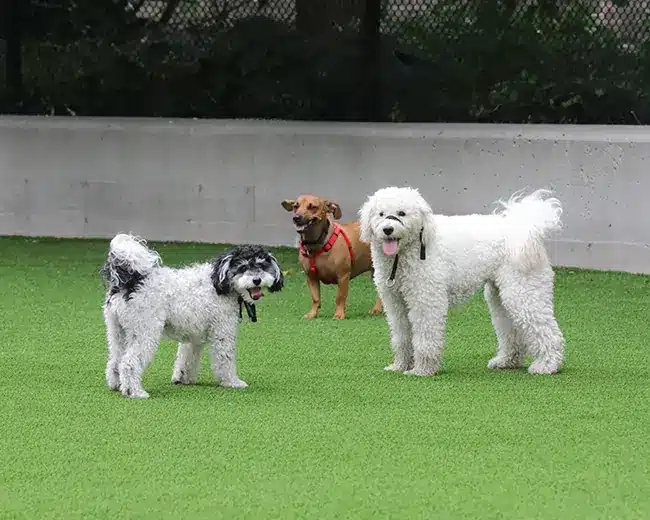 Dogs playing on artificial grass from SYNLawn in Louisville, KY