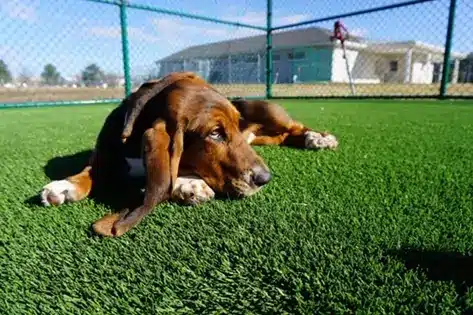 Dog relaxing on SYNLawn artificial grass in Louisville, KY