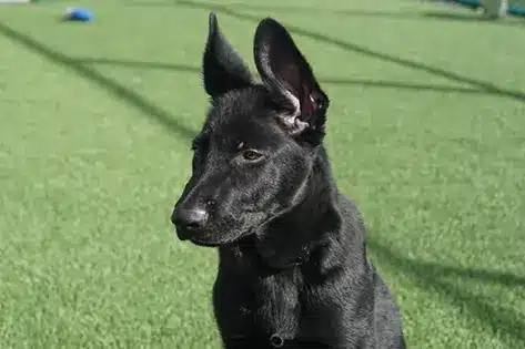 Dog playing on artificial grass from SYNLawn in Louisville, KY