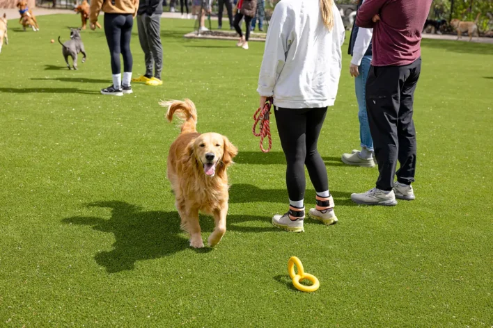 Dog playing on artificial grass from SYNLawn