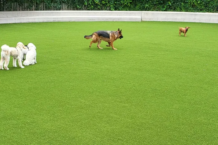 dogs playing on artificial grass from SYNLawn
