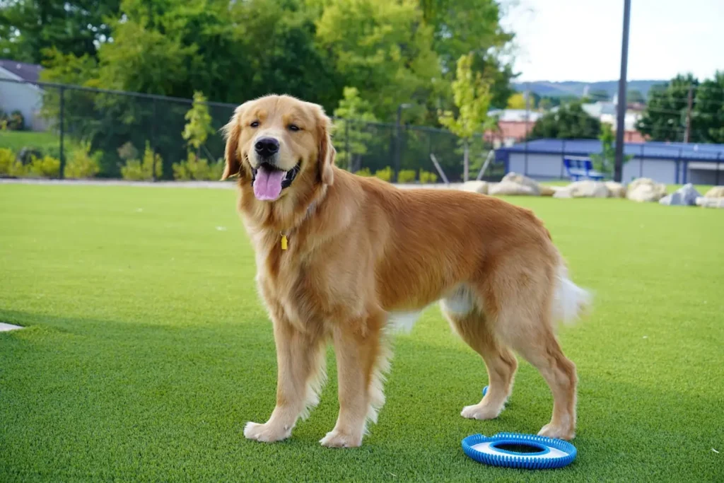Dog playing with toy on SYNLawn artificial grass